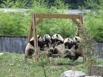 成都武侯祠大庙会.大熊猫基地.川菜博物馆双飞5日【虎妈猫爸熊孩子】